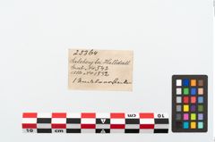 Foto von Beinnadelspitzenschoner (NHMW-PRAE-025364)
